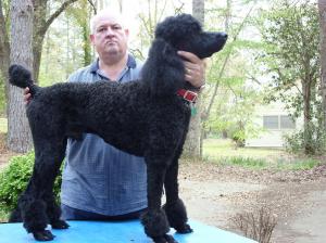 StandardPoodle